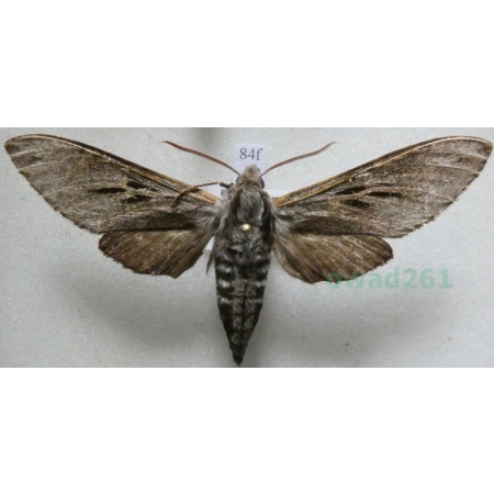 Sphinx pinastri (Linnaeus, 1758) Zawisak borowiec Czech84f